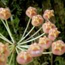 Image of Hoya obscura Elmer ex Merr.