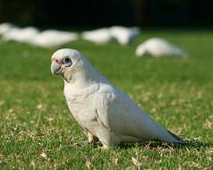 Image of Little Corella