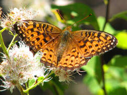 Image of Atlantis Fritillary