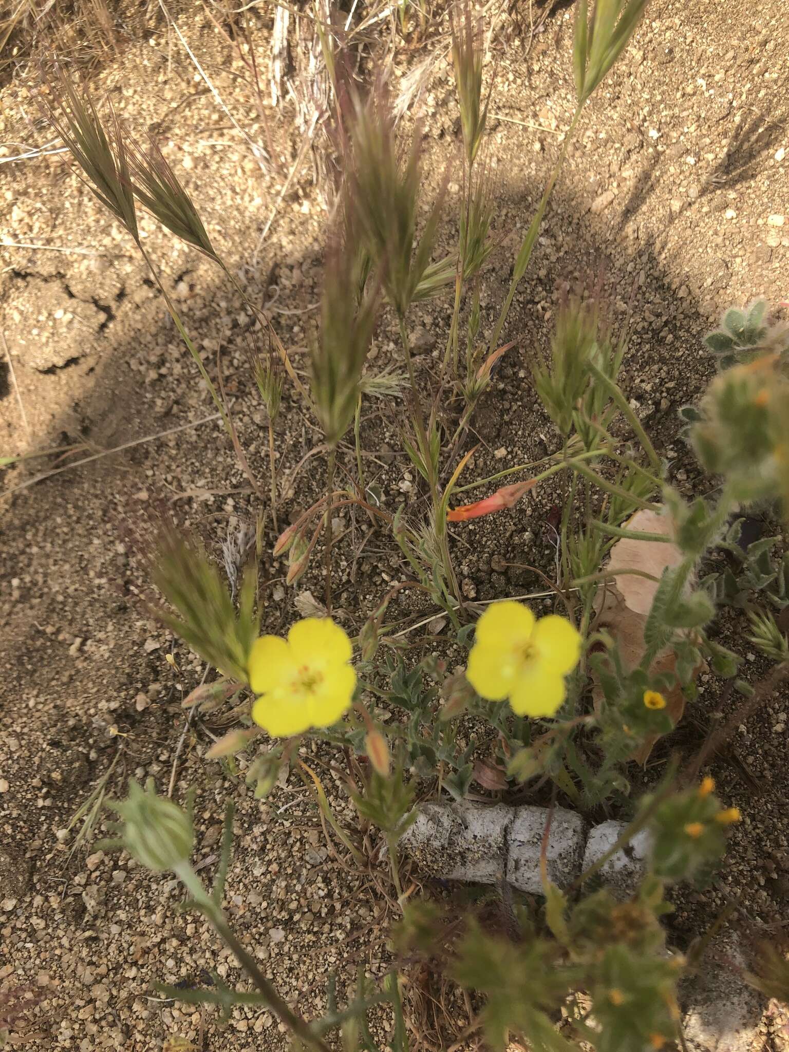 Image of Kern County evening primrose