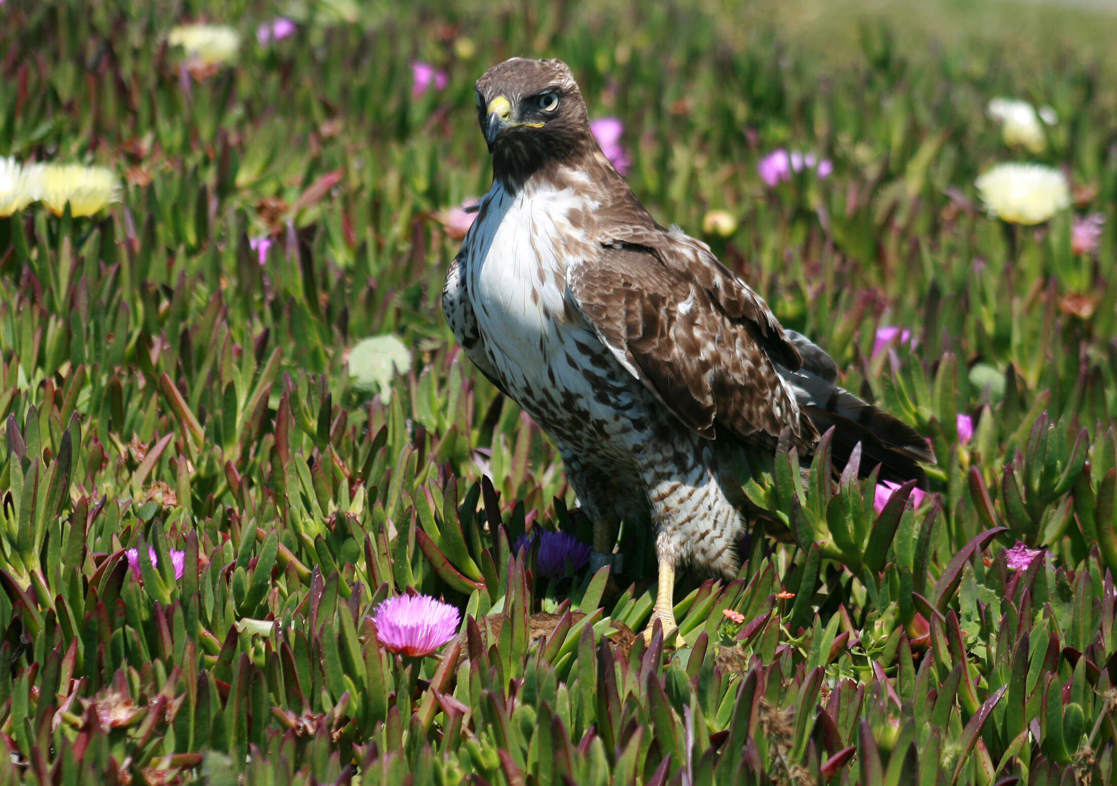 Image of Red-tailed Hawk