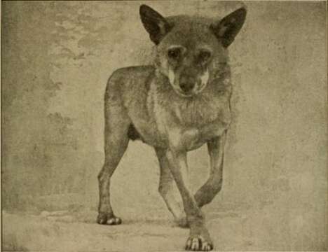 Image of golden jackal