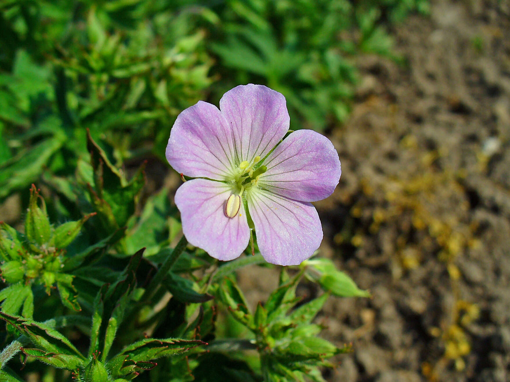 Image of spotted geranium