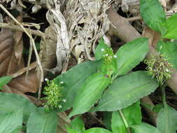 Image de Aneilema umbrosum var. ovato-oblongum (P. Beauv.) Brenan