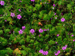 Imagem de Geranium molle L.