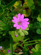 Imagem de Geranium molle L.