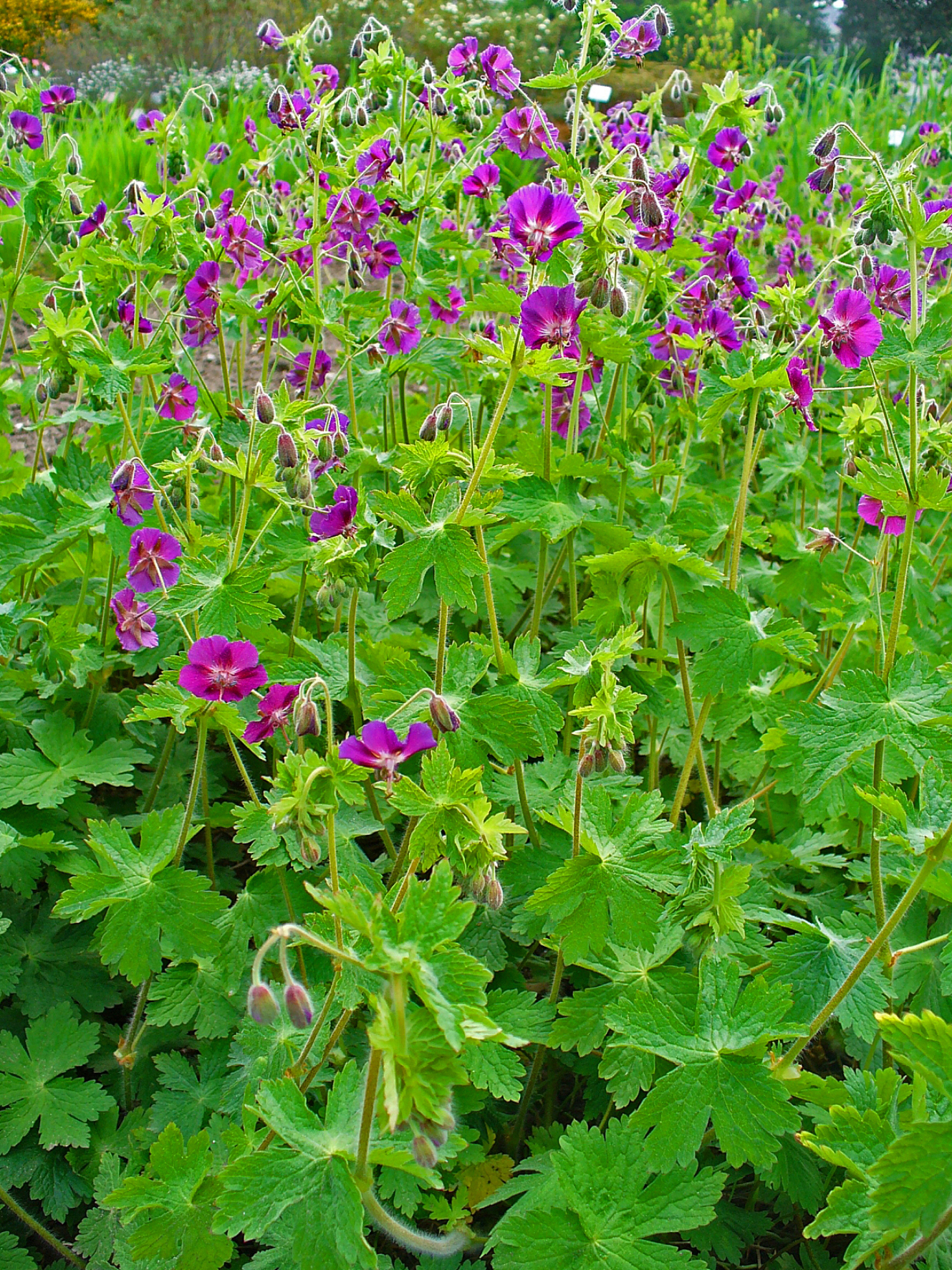 Geranium phaeum (rights holder: H. Zell)