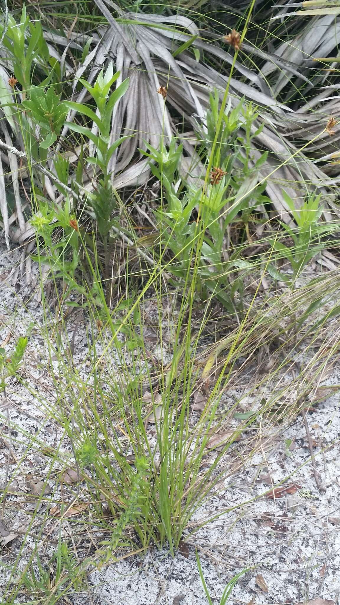 Image of Pine-Barren Beak Sedge