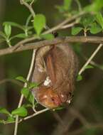 Image de Chauve-souris rousse