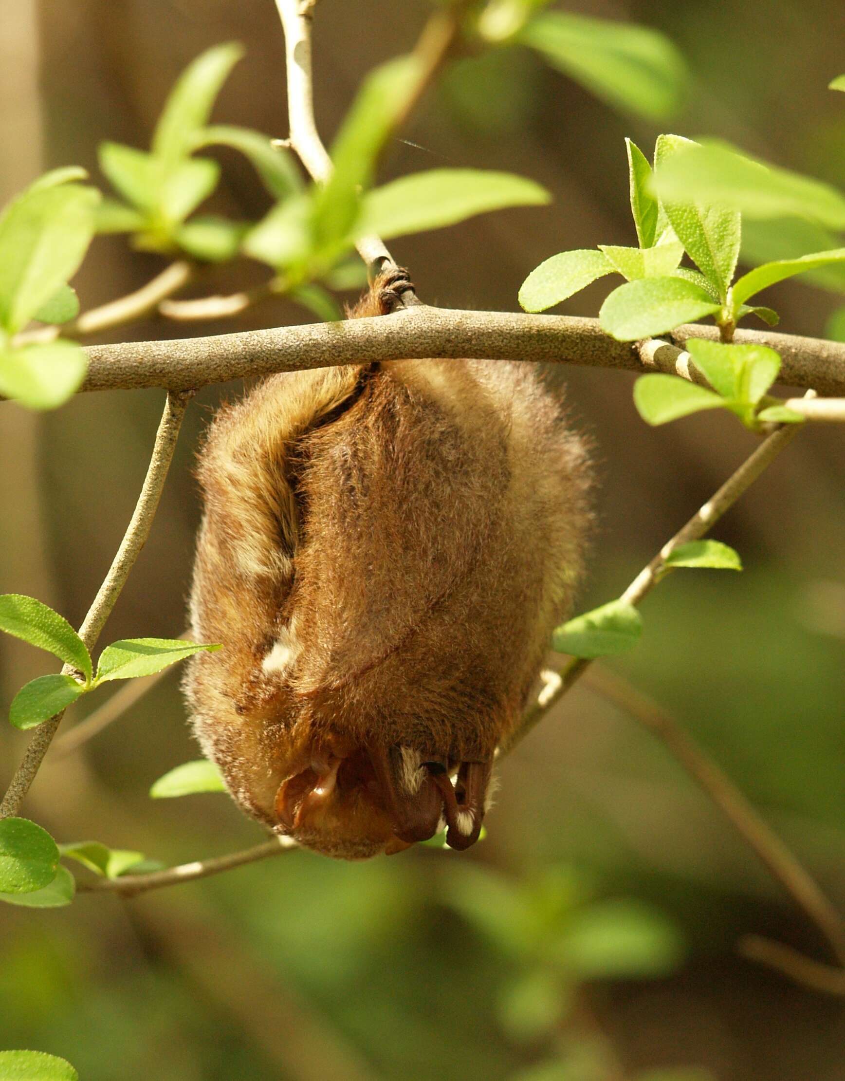 Image de Chauve-souris rousse