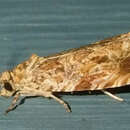 Image of Raspberry Leafroller Moth