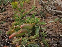 Image of Kalanchoe leblanciae