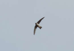 Image of Seychelles Swiftlet