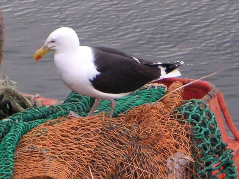 Image of Great Black-backed Gull