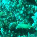 Image of Red Sea longnose filefish