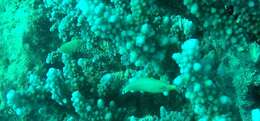 Image of Red Sea longnose filefish