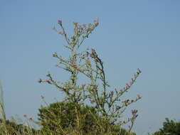 Plancia ëd Cirsium creticum (Lam.) D' Urv.