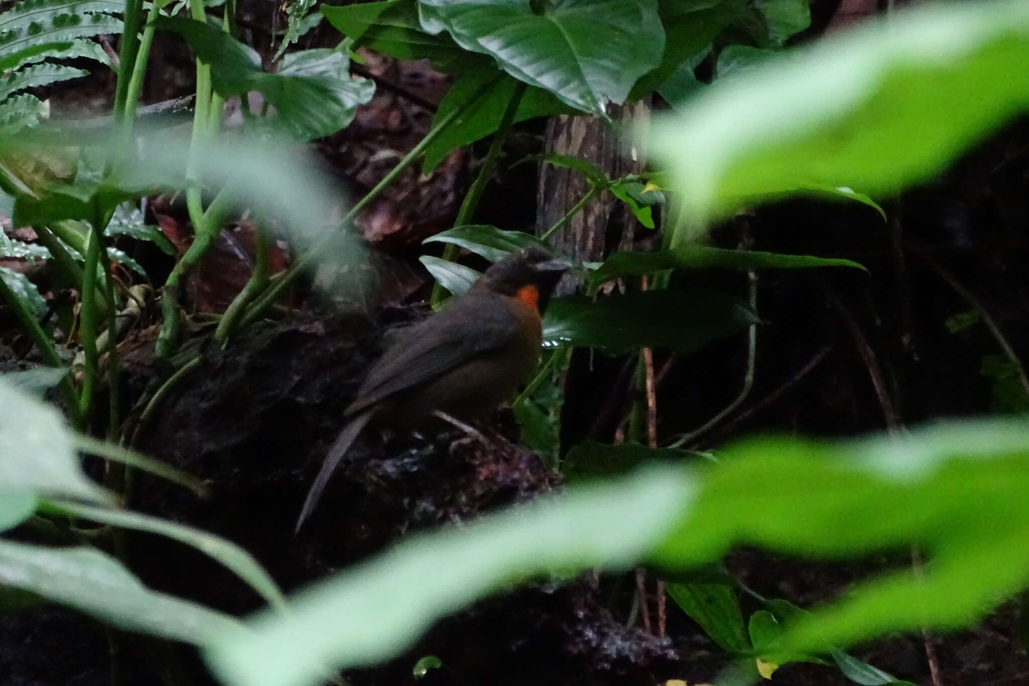 Image of Black-cheeked Ant Tanager