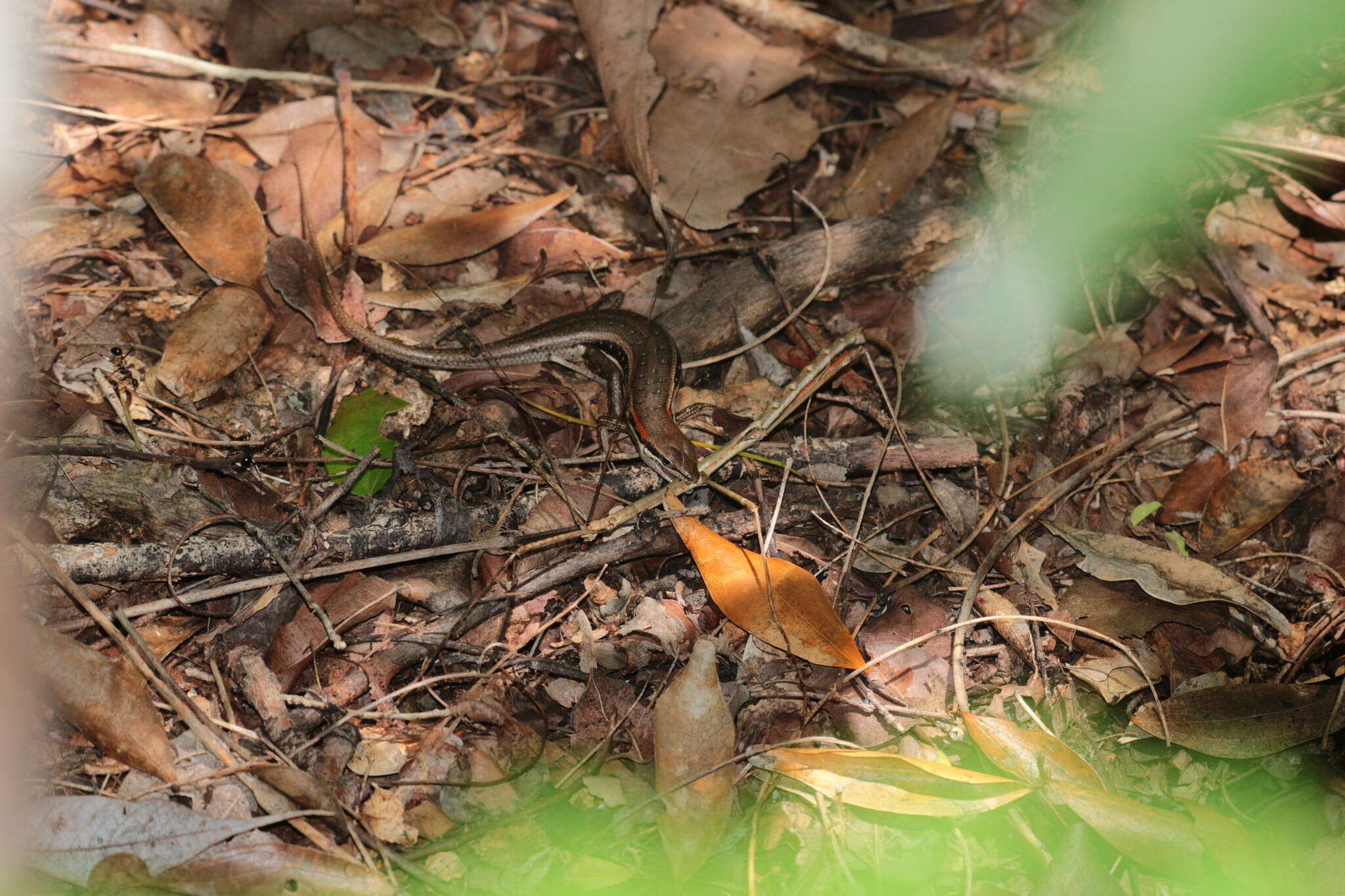 Image de Trachylepis elegans Peters 1854