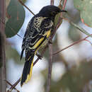 Image of Regent Honeyeater