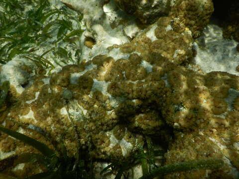 Image of Tonga blue mushroom anemone