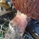 Image of Cortinarius balteatocumatilis Rob. Henry ex P. D. Orton 1960