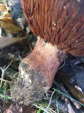 Image of Cortinarius balteatocumatilis Rob. Henry ex P. D. Orton 1960