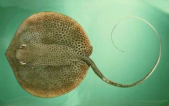 Image of Honeycomb Stingray