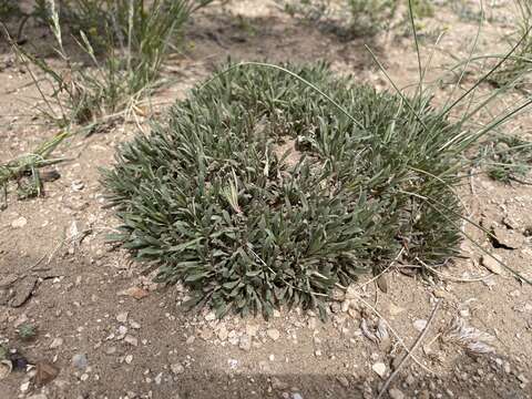 Image of Yampa beardtongue