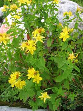 Image of spotted St. Johnswort