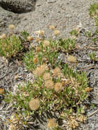 Image of stemless mock goldenweed