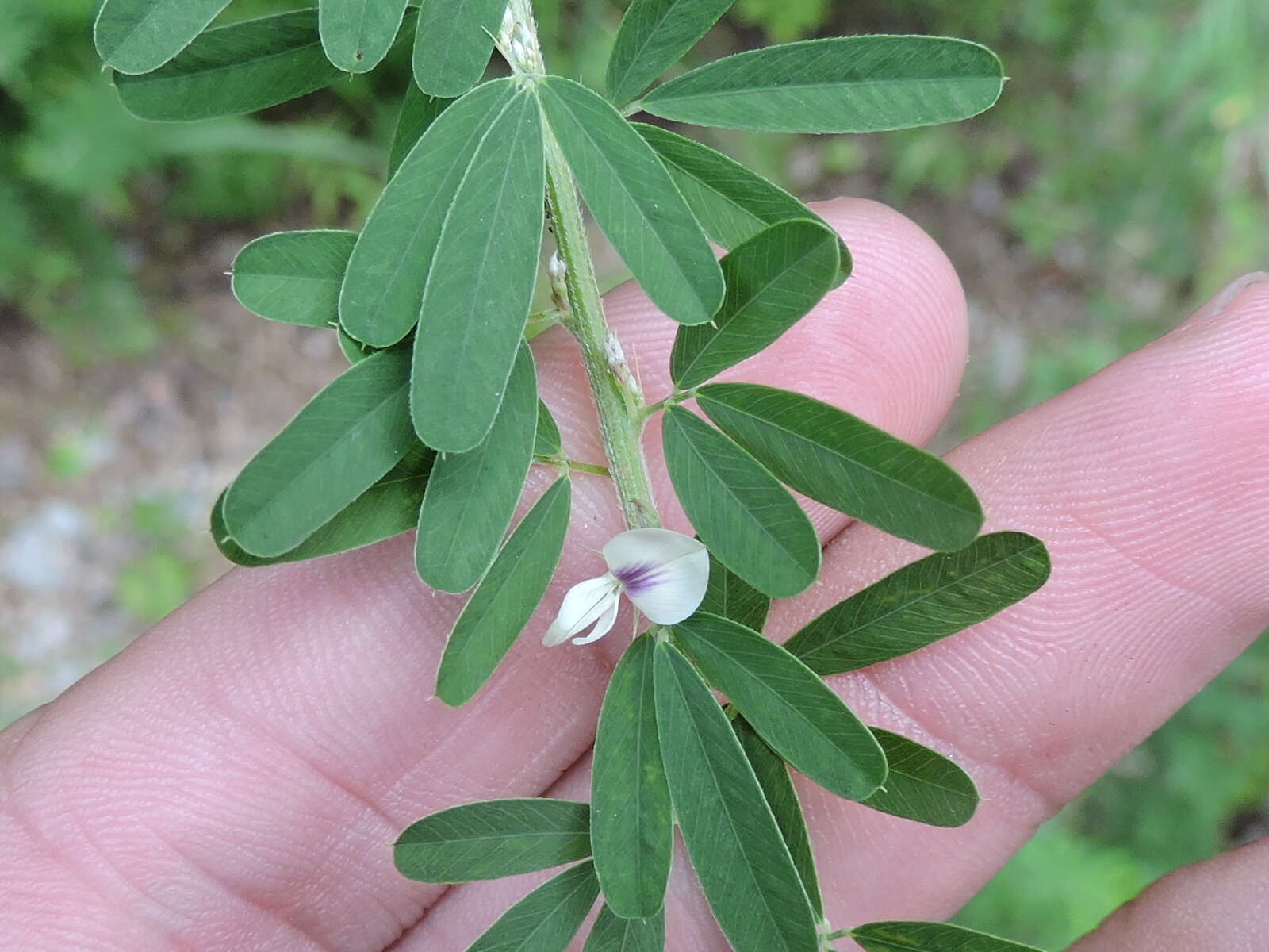 Image of Chinese Bush-Clover