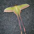 Image of Chinese Luna Moth