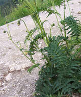 Image of Cirsium erisithales (Jacq.) Scop.