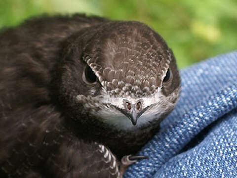 Image of swift, common swift