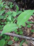 Image of Convallaria keiskei Miq.