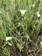 Image of slender meadowfoam