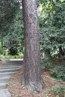 Image of European Larch