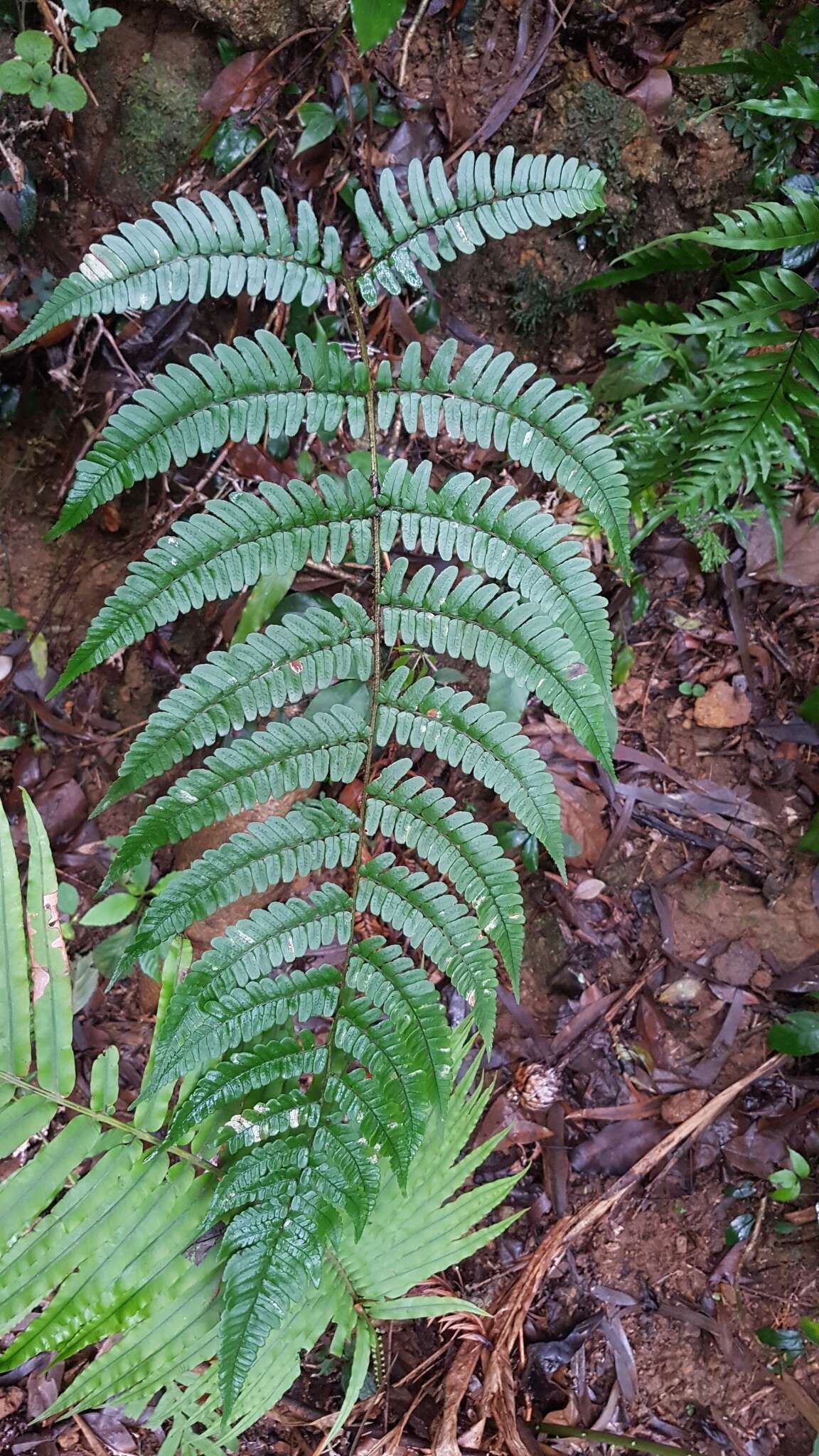 Plancia ëd Dryopteris fuscipes C. Chr.