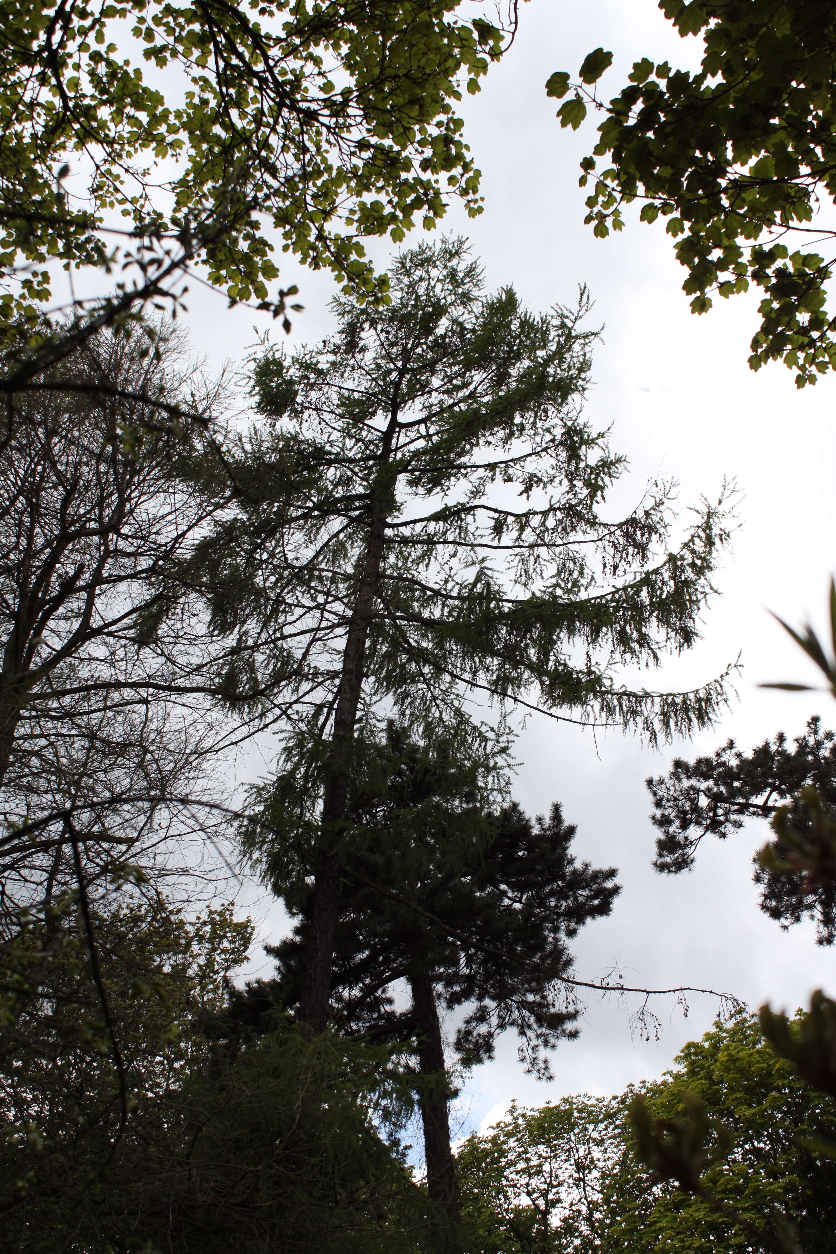 Image of European Larch