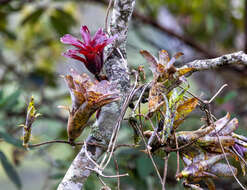 Image of Neoregelia pauciflora L. B. Sm.