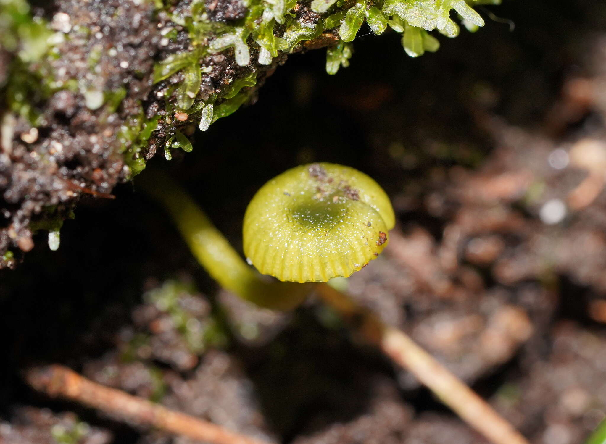 Image of Gliophorus pseudograminicolor (A. M. Young) P. M. Kirk 2013