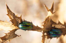 Image of Chrysolina cerealis (Linnaeus 1767)