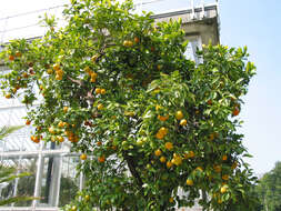 Image of Citrus × sinensis