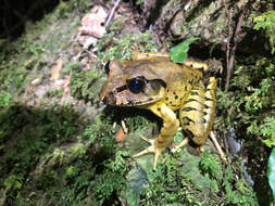 Image of Fleay’s Barred-frog