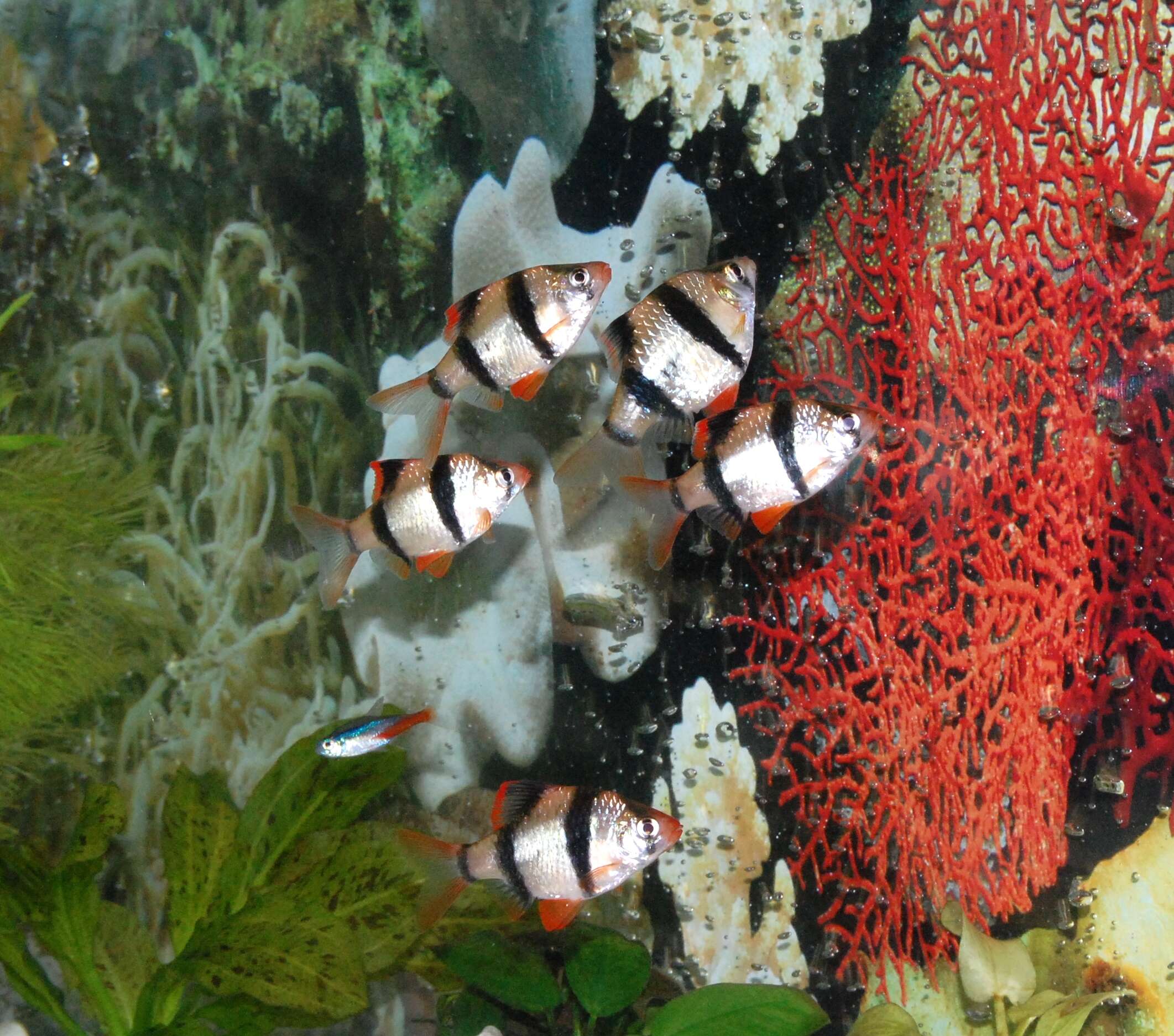 Image of tiger barb