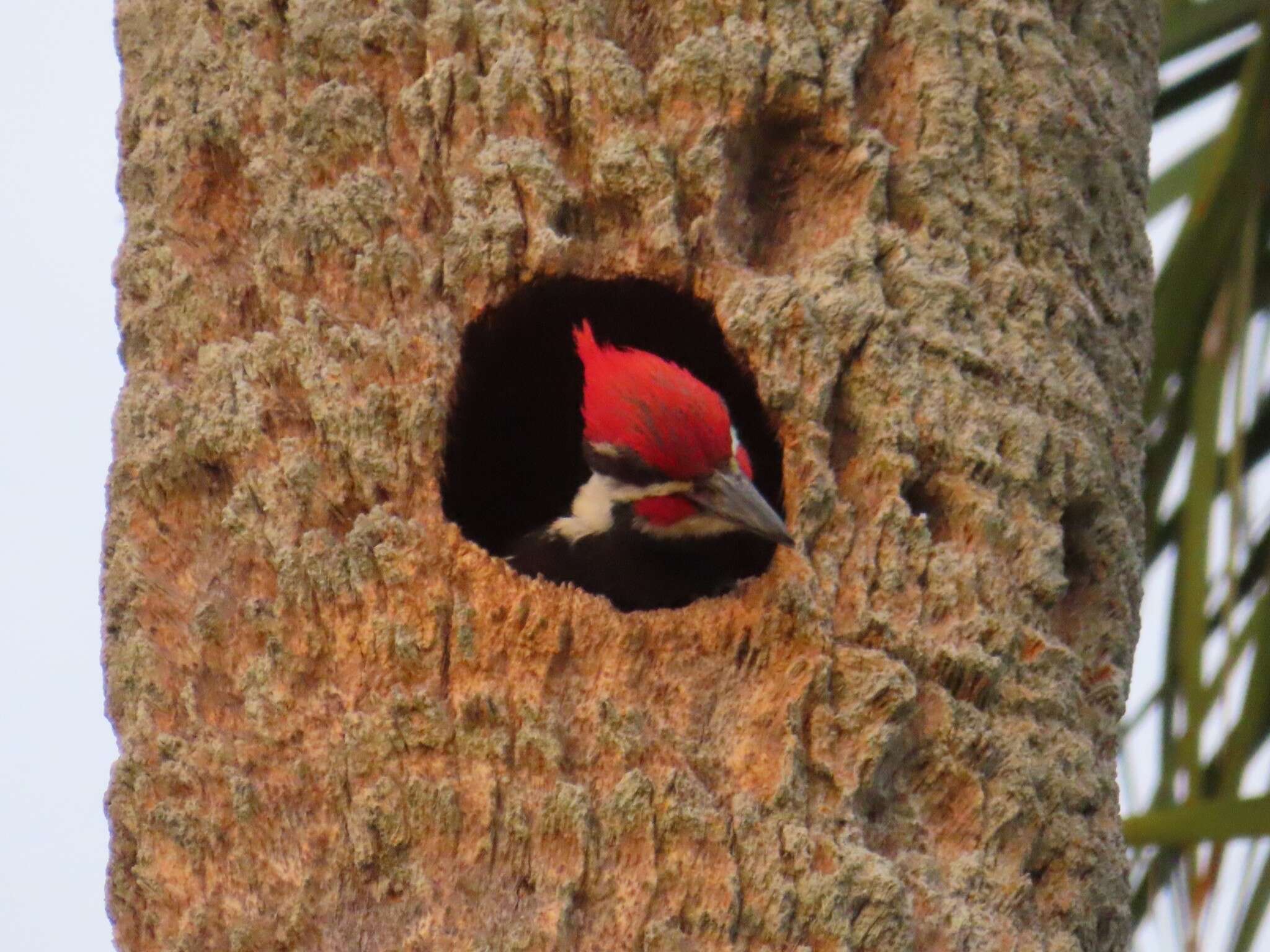 Image of Dryocopus pileatus pileatus (Linnaeus 1758)