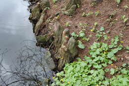 Image of Bald Cypress