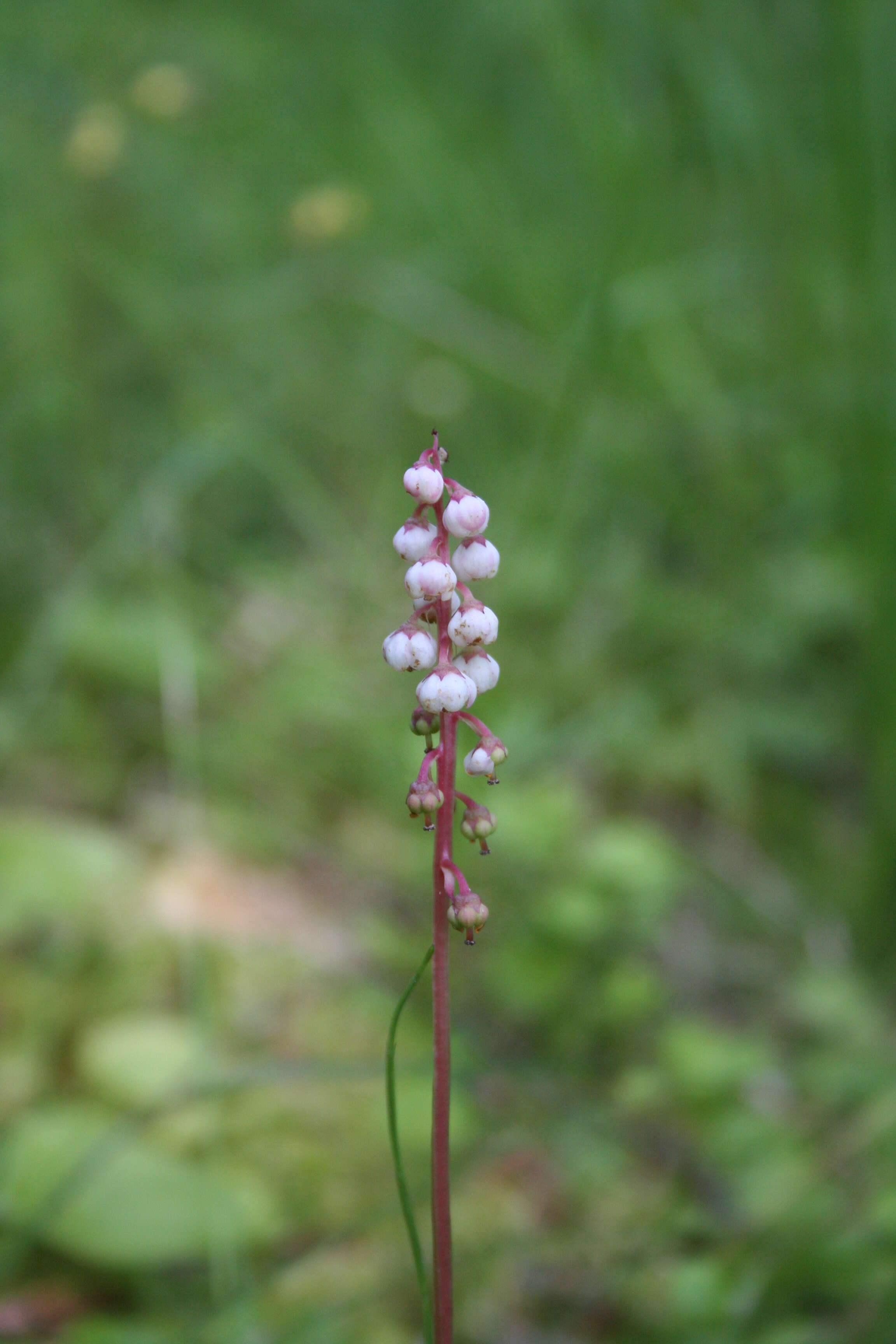 Image of common wintergreen