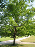 Image of sugar maple